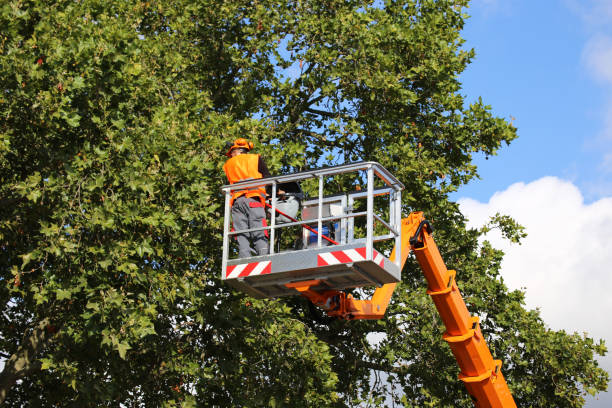 Best Arborist Consultation Services  in Dravosburg, PA