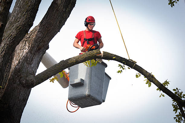 Best Stump Grinding and Removal  in Dravosburg, PA